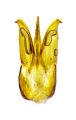 Selatapteria tibetanus