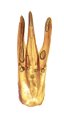 Simodactylus yamianus