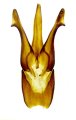 Sinophotistus modestus