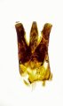 Warchalowskianus taiwanensis