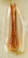 Xanthopenthes baumi
