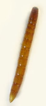 Ampedus auripes