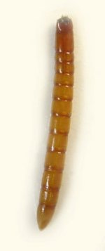 Ampedus brunnicornis