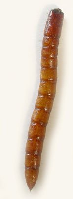 Ampedus cardinalis