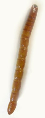 Ampedus elegantulus
