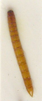 Ampedus melanurus