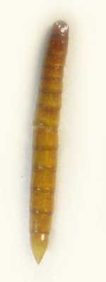 Ampedus nigrinus