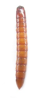 Ampedus pomonae