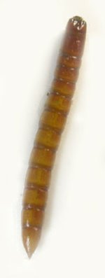 Ampedus pomorum
