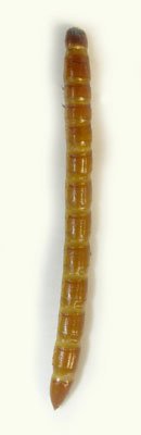 Ampedus praeustus