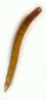 Ampedus rufipennis