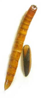 Ampedus tristis