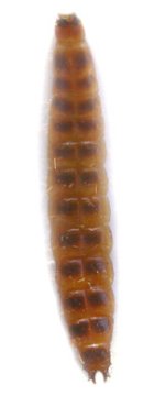 Anostirus haemapterus