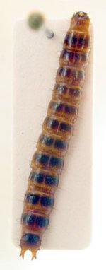 Anostirus lederi
