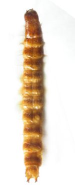 Anostirus marginatus