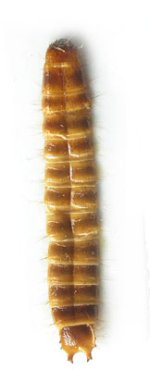 Anostirus sulphuripennis