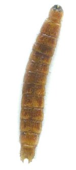 Berninelsonius hyperboreus