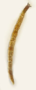 Cardiophorus anticus