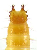 Crepidophorus mutilatus