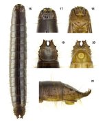 Ctenicera heyeri