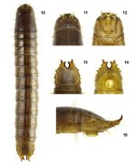 Ctenicera virens