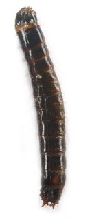 Denticollis linearis