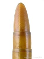 Elater ferrugineus