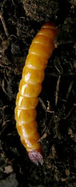 Hemicrepidius niger