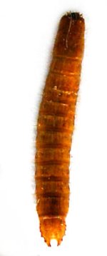Hypnoidus riparius