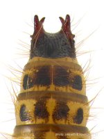 Hypoganus inunctus