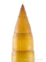Ischnodes sanguinicollis