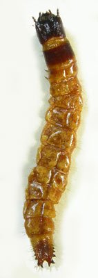 Lacon punctatus
