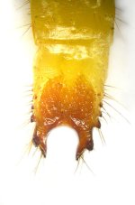 Lacon querceus