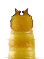 Limoniscus violaceus