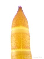 Megapenthes lugens