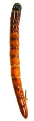 Pittonotus simoni