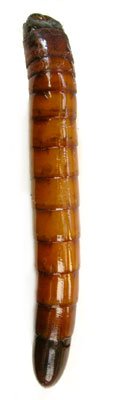 Pittonotus theseus