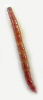 Procraerus tibialis