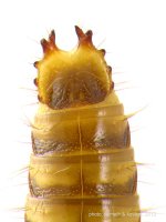 Pseudanostirus globicollis