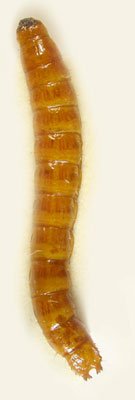 Selatosomus confluens