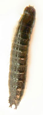 Stenagostus rhombeus