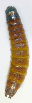 Stenagostus rufus